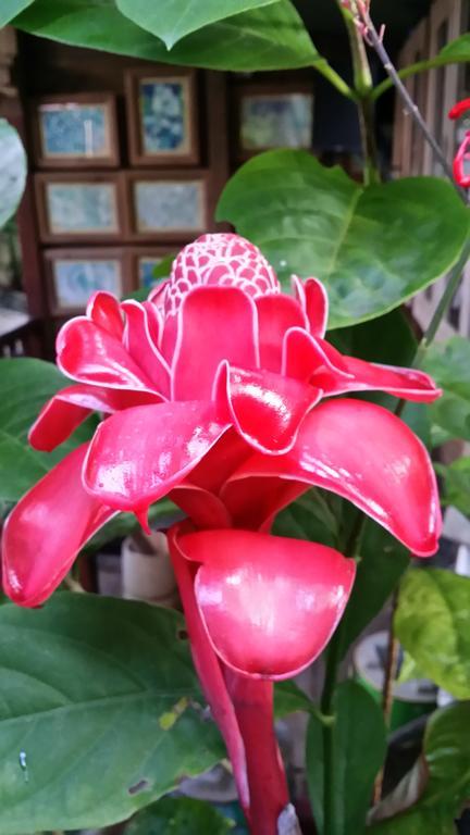 L'Ecomusee Creole De La Guadeloupe Sainte-Rose Oda fotoğraf