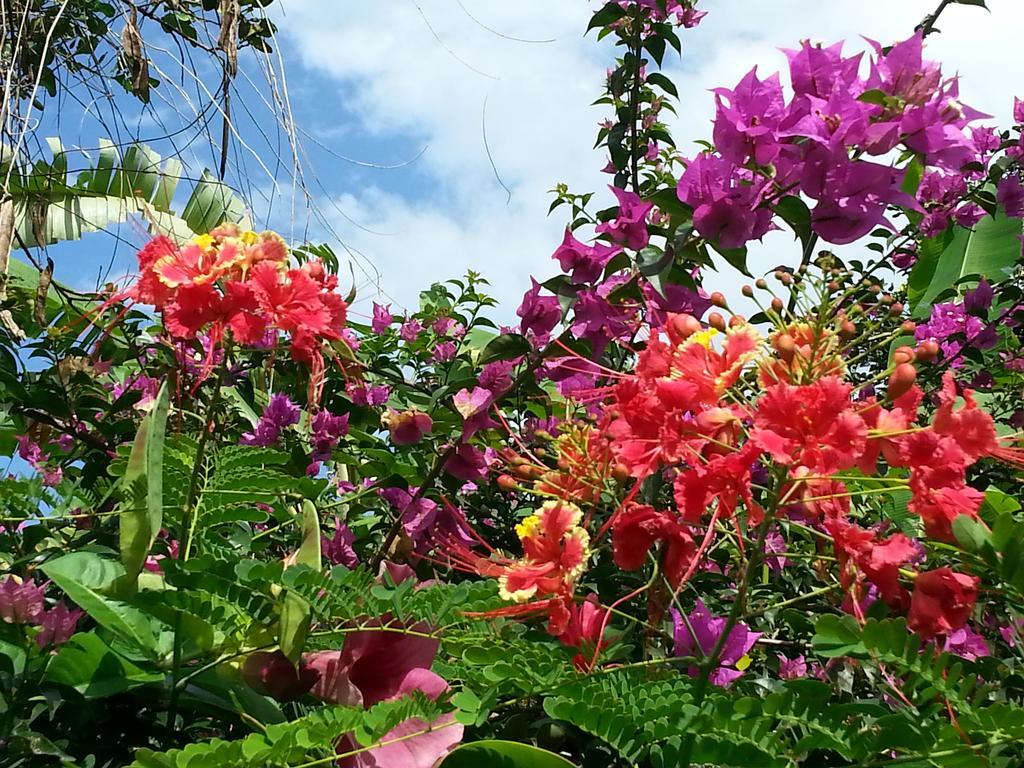 L'Ecomusee Creole De La Guadeloupe Sainte-Rose Dış mekan fotoğraf