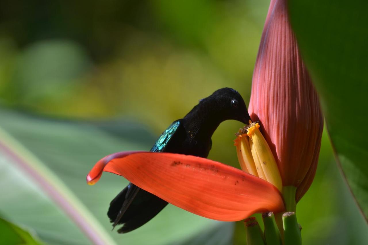 L'Ecomusee Creole De La Guadeloupe Sainte-Rose Dış mekan fotoğraf